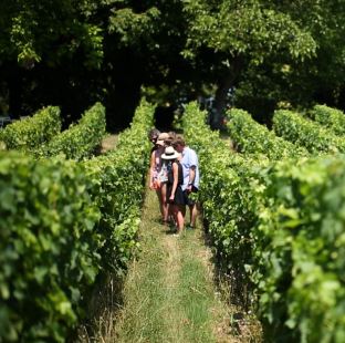 Visite guidée sur la route des vins