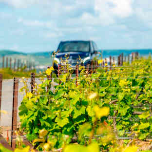 Visite des vignobles bourguignon