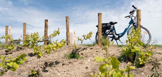 Velo dans vignobles champenois