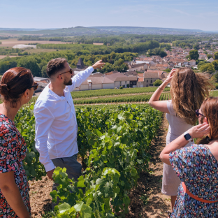 walk in the Champagne vineyards