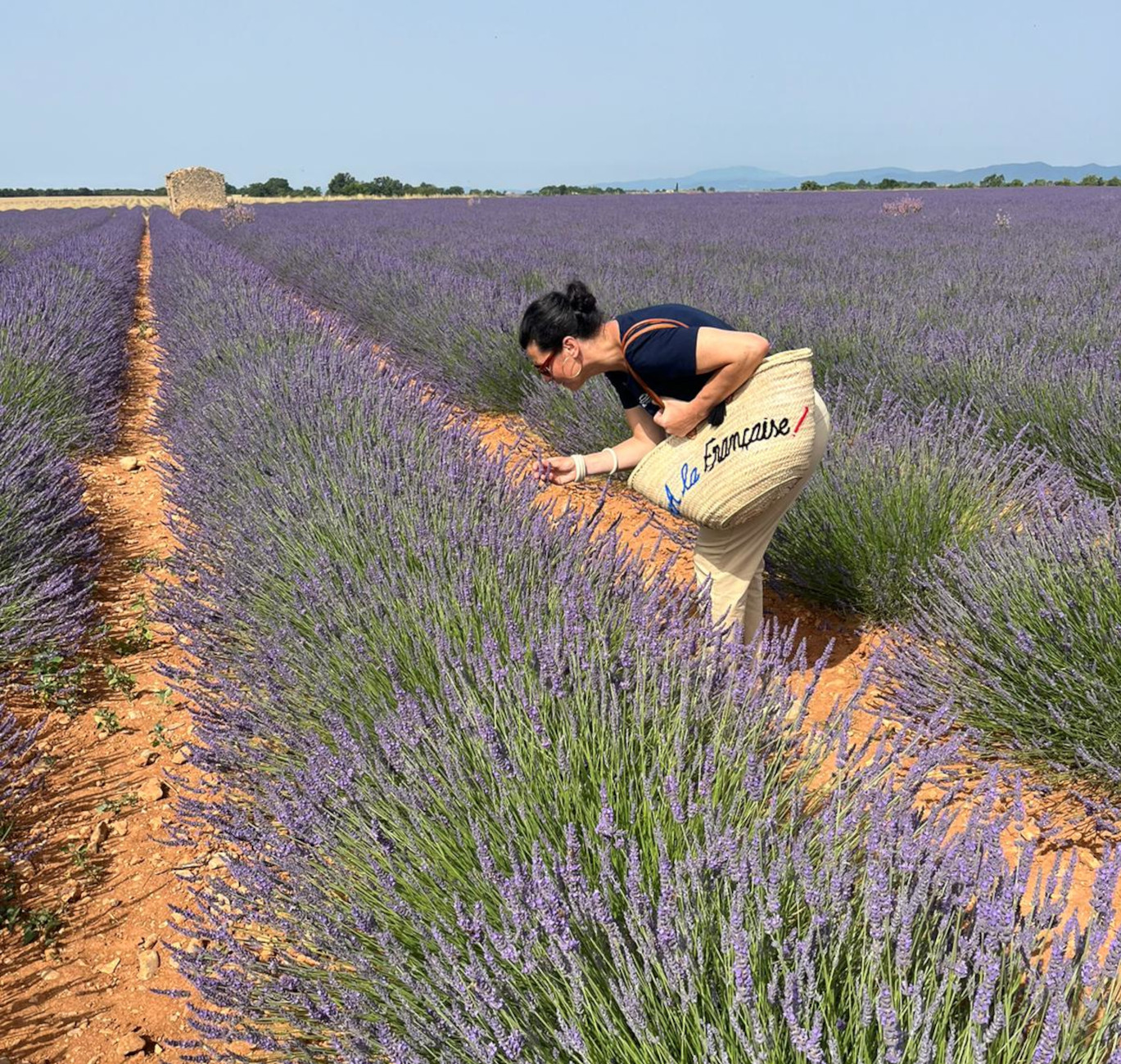 visit to the lavender fields in flower