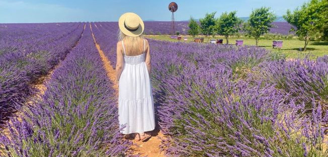 champs de lavande en Provence