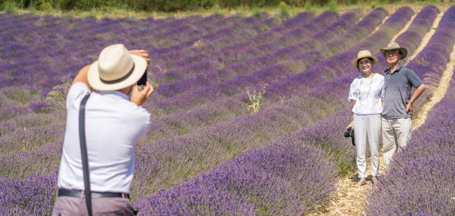 passage chez un producteur de lavande