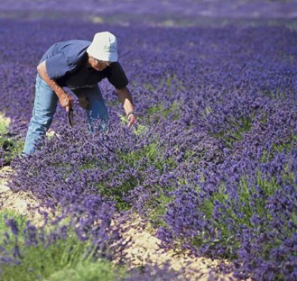 Découverte des parcelles violettes