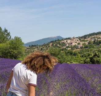 Promenade dans les champs de lavande