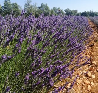 passage chez un producteur de lavande